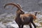 Ibex