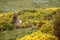 Ibex buck grazin on yellow broom