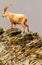 An ibex capra caucasica climbing up the cliff