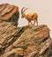 An ibex capra caucasica on the Gornergrat mountain cliff, Zermatt, Switzerland