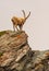 An ibex capra caucasica on the Gornergrat mountain cliff, Zermatt, Switzerland