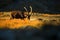 Ibex, Capra ibex, antler alpine animal with coloured rocks in background, animal in the stone nature habitat, beautiful morning