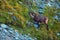 Ibex, Capra ibex, antler alpine animal with coloured rocks in background, animal in the stone nature habitat, France