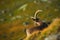 Ibex, Capra ibex, antler alpine animal with coloured rocks in background, animal in the stone nature habitat, Switzerland