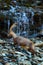 Ibex, Capra ibex, antler alpine animal with coloured rocks with waterfall in background, animal in the stone nature habitat, Switz