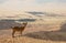 Ibex on the cliff in desert.