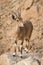 Ibex on the cliff at Ramon Crater in Negev Desert in Mitzpe Ramon, Israel