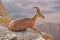 Ibex on the cliff at Ramon Crater in Negev Desert in Mitzpe Ramon. Israel