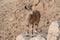 Ibex on the cliff at Ramon Crater in Negev Desert in Mitzpe Ramon, Israel