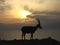 Ibex at the Dead Sea in front of the sunrise