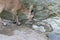 Ibex drinking water from the stream