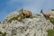 Ibex family in the french moutains