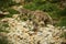 Ibex family in the french moutains