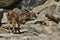 Ibex fight in the rocky mountain area