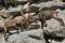 Ibex fight in the rocky mountain area