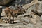 Ibex fight in the rocky mountain area.