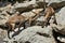 Ibex fight in the rocky mountain area.