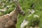 Ibex in the french moutains of vercors