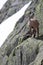 Ibex goat high on a cliff