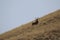 Ibex. Goat Mid-Asian on a grassy slope is, Capricorn