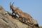 Ibex or goats on mountains