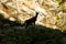 Ibex. Gole di Fara di San Martino e abbazia di San Martino. Parco Nazionale Maiella Abruzzo, Italy