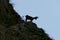 Ibex. Gole di Fara di San Martino e abbazia di San Martino. Parco Nazionale Maiella Abruzzo, Italy