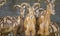 Ibex, group of mountain goats, Family mammals with large horns