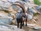 Ibex living in the Alps