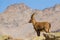 Ibex male with high mountain background