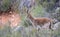 Ibex male in a meadow located on the top of a mountain, where he lives in freedom and harmony with other mountain goats in freedom