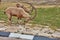 Ibex in Mitzpe Ramon, Israel