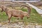 Ibex in Mitzpe Ramon, Israel