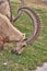 Ibex in Mitzpe Ramon, Israel