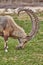 Ibex in Mitzpe Ramon, Israel
