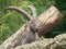 Ibex mountain or alpine (Capra ibex)