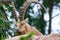 An ibex mountain goat steinbock bouquetin Capra ibex while feed