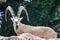 An ibex mountain goat steinbock bouquetin Capra ibex while feed