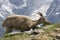 Ibex in the mountains. French Alps.