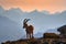 Ibex from Niederhorn, Switzerland. Ibex, Capra ibex, horned alpine animal with rocks in background, animal in the stone nature