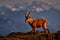 Ibex from Niederhorn, Switzerland. Ibex, Capra ibex, horned alpine animal with rocks in background, animal in the stone nature