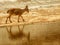 A ibex reflected in water in the desert - an oasis