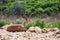 Ibex resting in Wadi David National Park, Israel