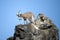 Ibex on a rock