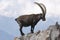 Ibex on a rock