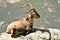 ibex in the Sierra de Gredos