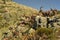 Ibex in the Sierra de Gredos