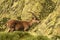 Ibex in the Sierra de Gredos