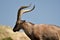 Ibex in the Sierra de Gredos