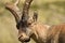 Ibex in the Sierra de Gredos